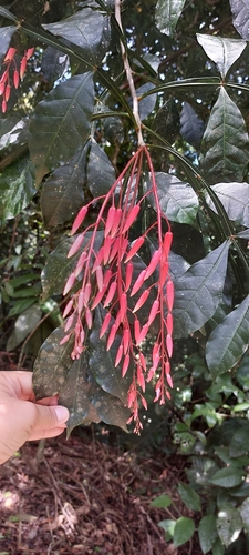 Foto de Pau-tenente