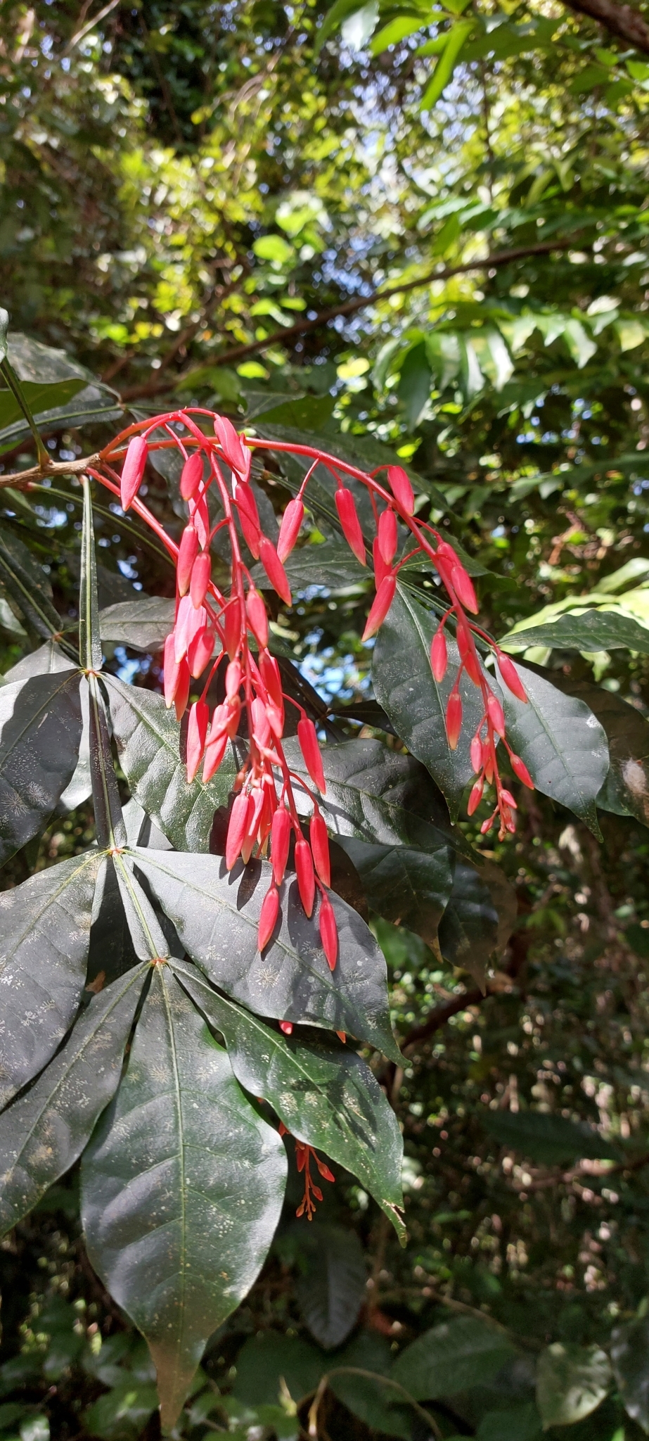 Imagem de Pau-tenente