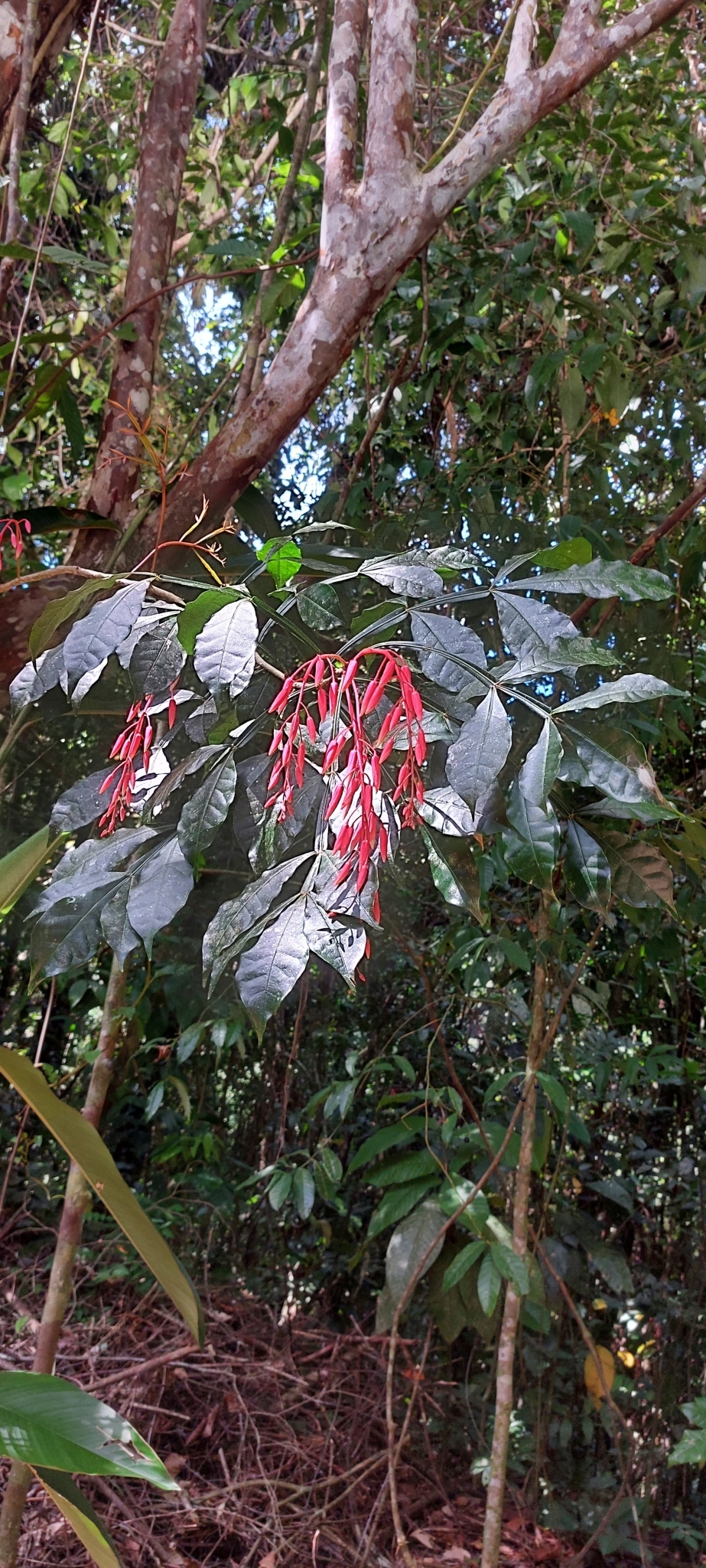 Imagem de Pau-tenente