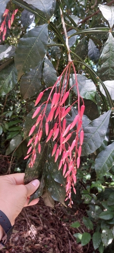 Foto de Pau-tenente