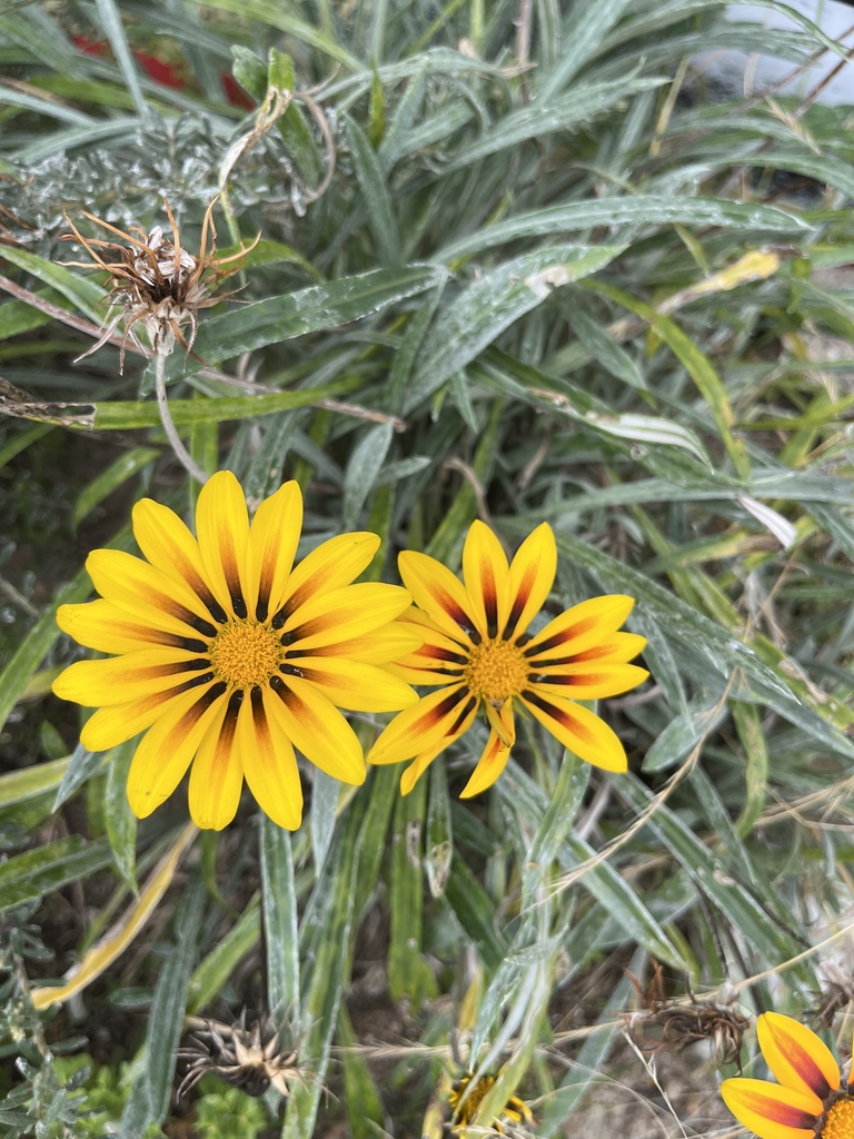 sunflowers, daisies, asters, and allies from Stanthorpe, AUQL, AU on