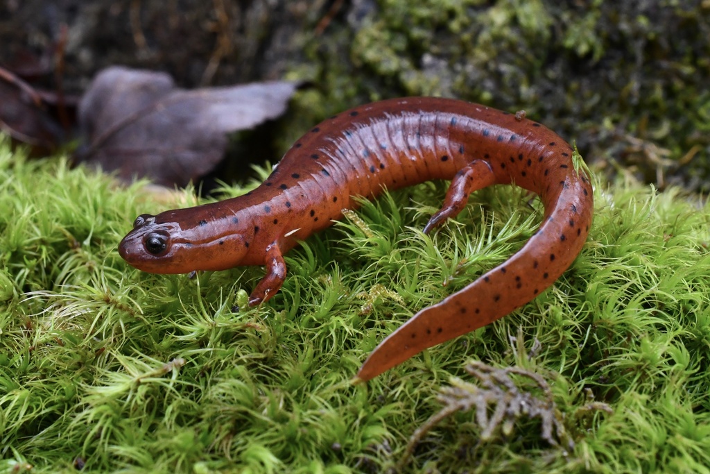 Mud Salamander In January 2024 By Anthony Brais INaturalist   Large 