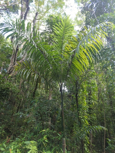 Foto de Palmeira-real