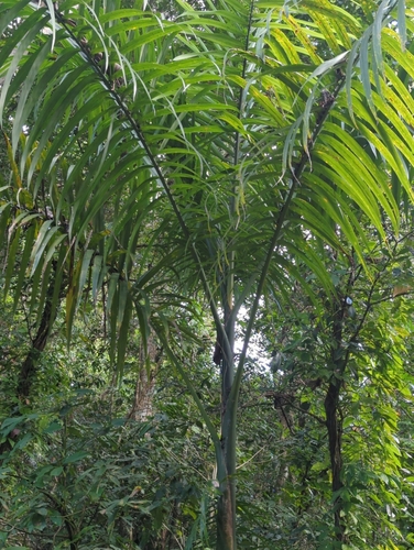 Palmeira-real
