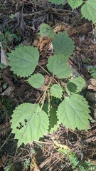 Japanese false nettle (Boehmeria japonica)