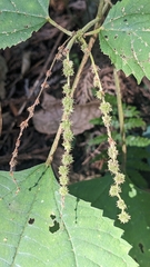 Boehmeria japonica, photograph (c) Cheng-Te Hsu, some rights reserved (CC BY)