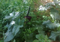 Arum palaestinum