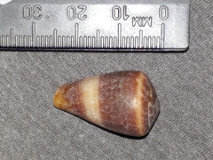 Conus papilliferus