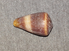 Conus papilliferus