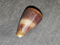 Conus papilliferus