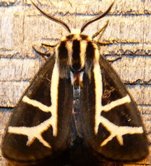 Apantesis figurata