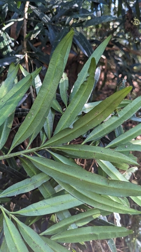 Image of Podocarpus nakaii by (c) Cheng-Te Hsu, some rights reserved (CC BY)
