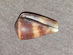 Conus papilliferus