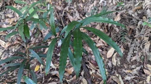 Image of Podocarpus nakaii by (c) Cheng-Te Hsu, some rights reserved (CC BY)