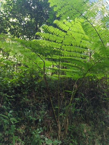 Image of Cyathea arborea by (c) Tom Field, some rights reserved (CC BY)