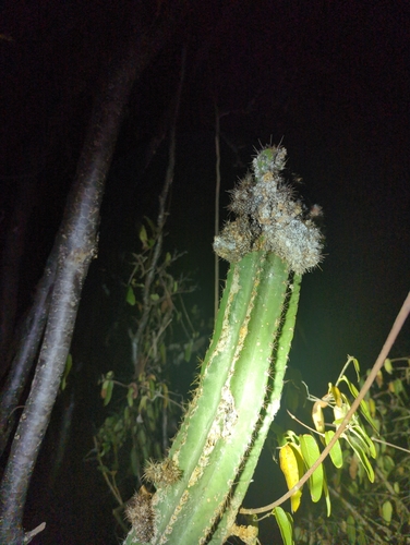 Pilosocereus armatus, photograph 1