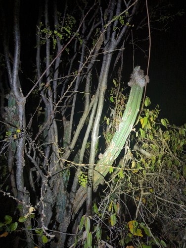 Pilosocereus armatus, photograph 2
