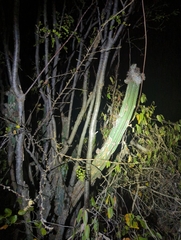 Pilosocereus armatus, photograph Tom Field, CC BY, iNaturalist via GBIF