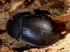 Mimopeus opaculus