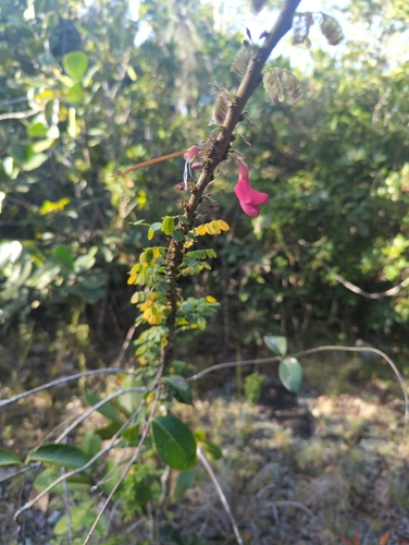 Image of Caracolillo by (c) Tom Field, some rights reserved (CC BY)