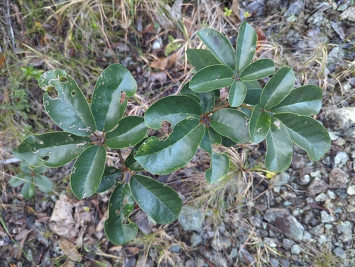 Image of Tabebuia haemantha by (c) Tom Field, some rights reserved (CC BY)