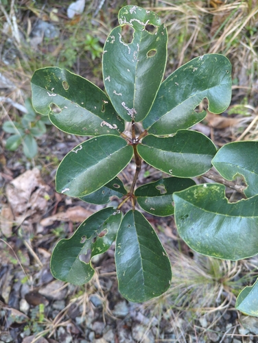 Image of Tabebuia haemantha by (c) Tom Field, some rights reserved (CC BY)