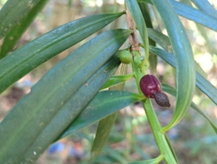 Yellowwood (Podocarpus coriaceus)
