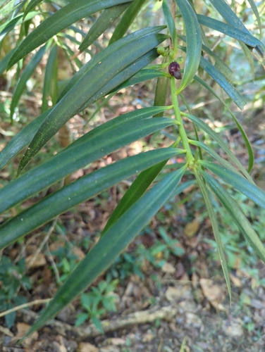 Image of Podocarpus coriaceus by (c) Tom Field, some rights reserved (CC BY)
