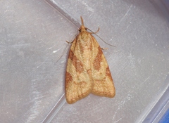 Sparganothis senecionana