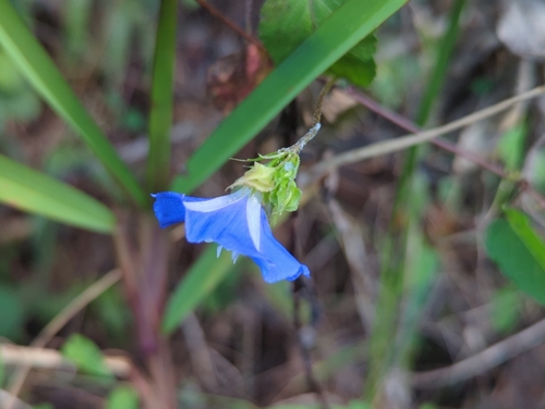 Image of Jacquemontia pentanthos by (c) Tom Field, some rights reserved (CC BY)