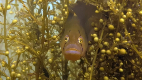 Pen-point blenny (Apodichthys flavidus) — Pholidae — 5
