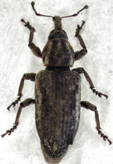 Steriphus ascitus