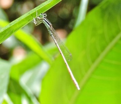 Agriocnemis lacteola