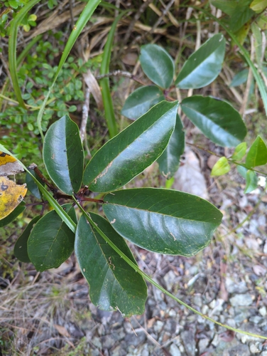 roble cimarron (Tabebuia haemantha)