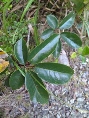 Tabebuia haemantha, photograph (c) Tom Field, some rights reserved (CC BY)