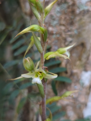 Image of Eltroplectris calcarata by (c) Tom Field, some rights reserved (CC BY)