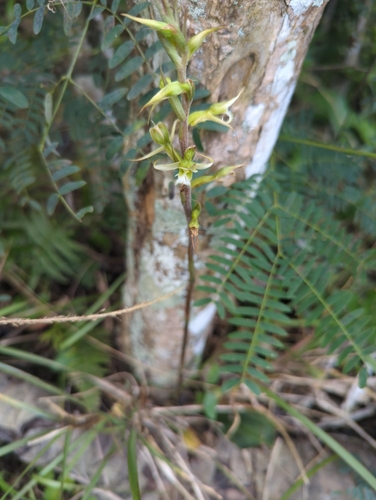 Image of Eltroplectris calcarata by (c) Tom Field, some rights reserved (CC BY)