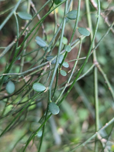 Image of Securidaca virgata by (c) Tom Field, some rights reserved (CC BY)