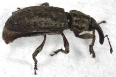 Steriphus ascitus