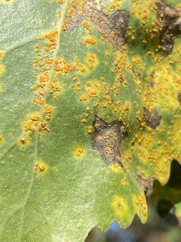 iNaturalist observation photo of Melampsora
