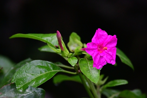 Mirabilis jalapa