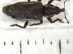 Steriphus ascitus