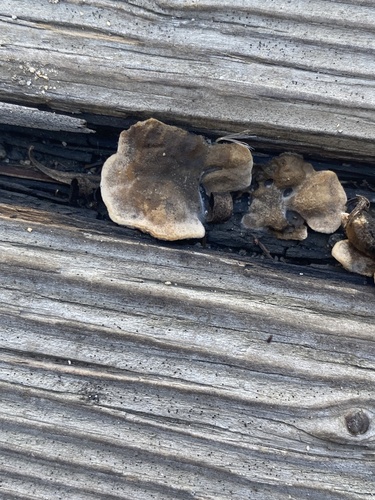iNaturalist observation photo of Fungi Including Lichens