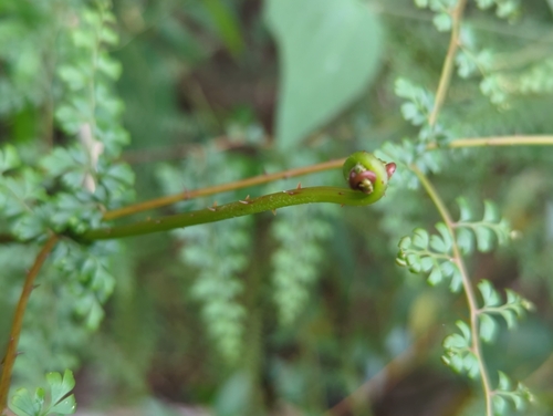 Image of Odontosoria aculeata by (c) Tom Field, some rights reserved (CC BY)