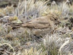 Short-Billed Miner photo 3