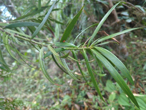 Image of Podocarpus coriaceus by (c) Tom Field, some rights reserved (CC BY)
