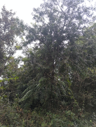Image of Podocarpus coriaceus by (c) Tom Field, some rights reserved (CC BY)