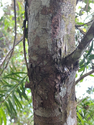 Image of Podocarpus coriaceus by (c) Tom Field, some rights reserved (CC BY)
