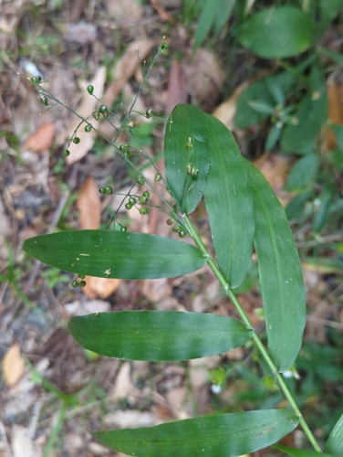 Image of Lasiacis divaricata by (c) Tom Field, some rights reserved (CC BY)