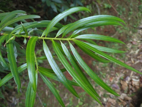 Image of Podocarpus coriaceus by (c) Tom Field, some rights reserved (CC BY)